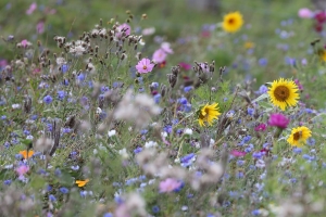 Sommerfest im Tierpark Sababurg